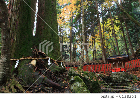 貴船神社 相生の杉 6138251