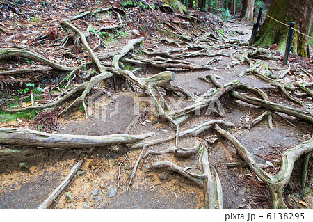 鞍馬 木の根道 6138295