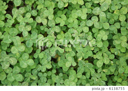 クローバー畑 6138755