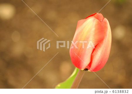 チューリップ蕾 チューリップ蕾 6138832