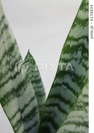 サンセベリア 6138834