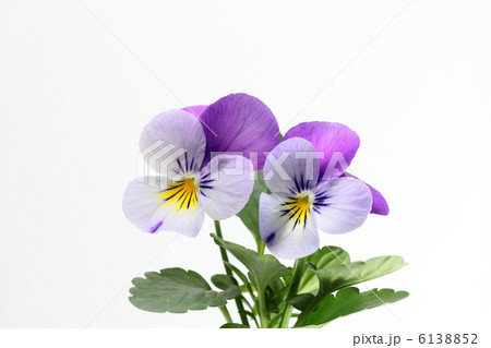 清楚なビオラ 清楚なビオラ 6138852