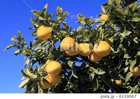 土佐文旦 6139067