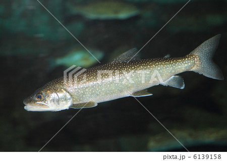 レイクトラウト 6139158