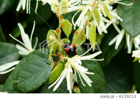 並瓢虫二紋型　てんとう虫と常盤満作 6139211