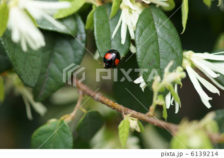 並瓢虫二紋型 てんとう虫と常盤満作 並瓢虫二紋型 てんとう虫と常盤満作 6139214