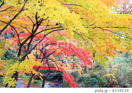 熱海梅園のもみじと赤い橋 12月撮影 紅葉 熱海梅園のもみじと赤い橋 12月撮影 紅葉 6139229