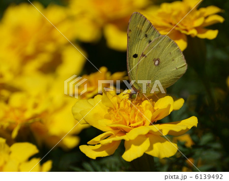 モンキチョウ黄色い花吸蜜 モンキチョウ黄色い花吸蜜 6139492