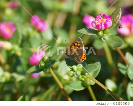 ベニシジミ桃色の花 6139509