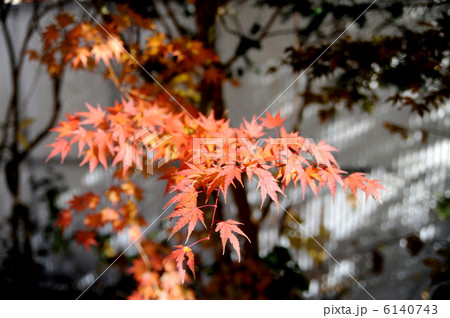 イロハモミジの紅葉 6140743