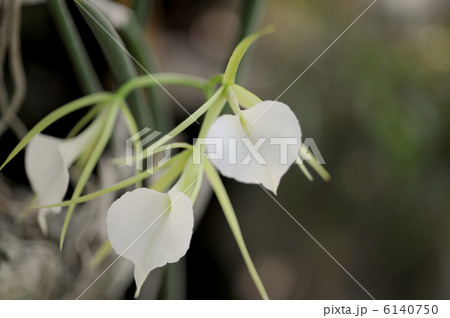 ブラサボラ・ノドタ ブラサボラ・ノドタ 6140750