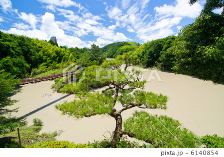 高知 物部川 小島 松 高知 物部川 小島 松 6140854