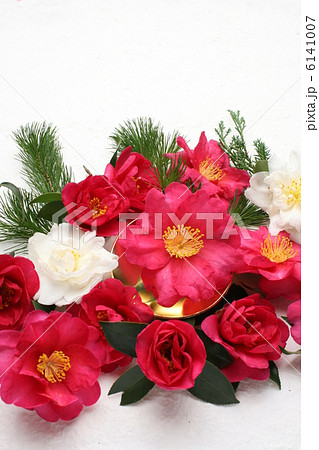 サザンカ サザンカ 6141007