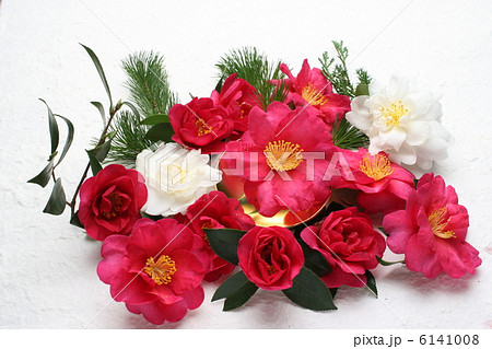 サザンカ 6141008