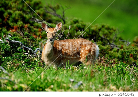 エゾシカ 6141045