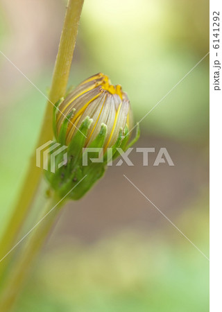 つぼみ 6141292