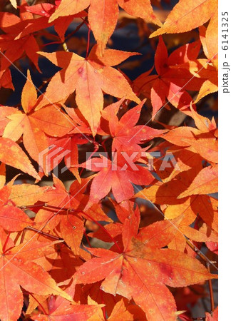 背景素材・秋イメージ・ヤマモミジの紅葉アップ・縦位置 6141325