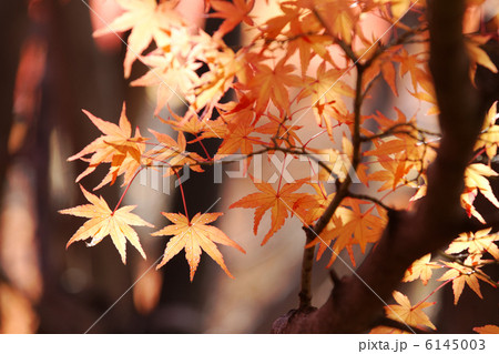 飛鳥山公園のモミジの紅葉の写真素材