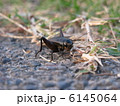 コオロギ 6145064