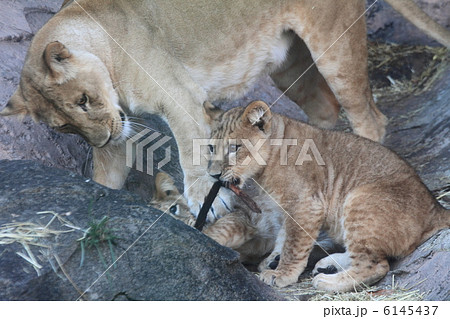 ライオンの親子 6145437