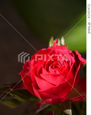 薔薇 薔薇 6145472