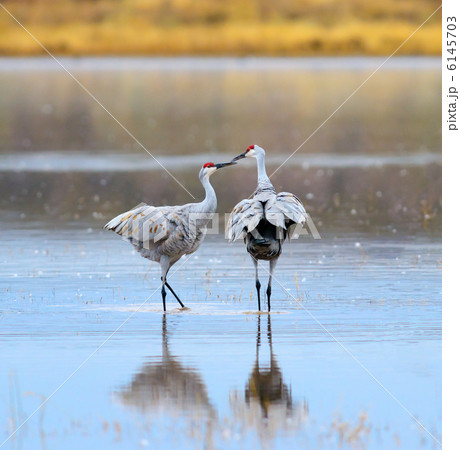 カナダヅル　つがい 6145703