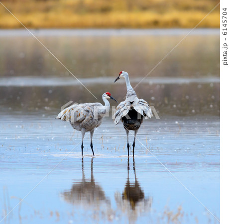 カナダヅル　つがい 6145704