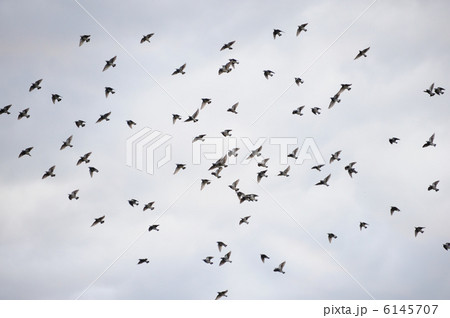 鳥の群れ　 6145707