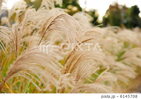 すすき すすき 6145708