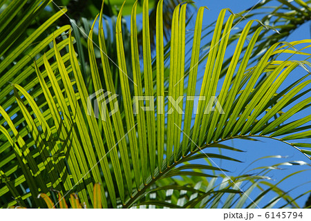 ヤシの葉 6145794