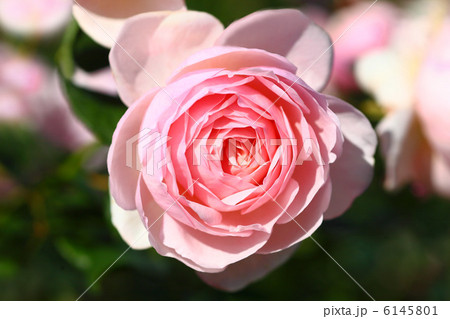 バラ ヘリテージ バラ ヘリテージ 6145801