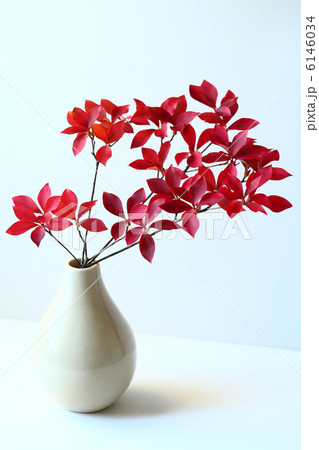 ドウダンツツジの紅葉 ドウダンツツジの紅葉 6146034