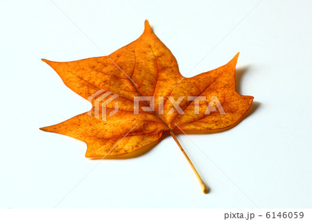 落葉　ユリノキ 6146059