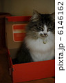 LORA BOX 6146162