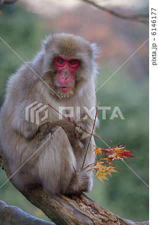 嵐山モンキーセンターの日本猿 嵐山モンキーセンターの日本猿 6146177