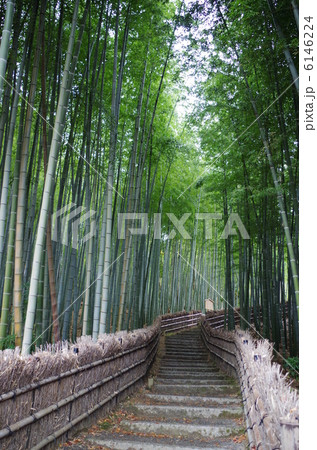 あだし野　念仏寺　竹林 6146224