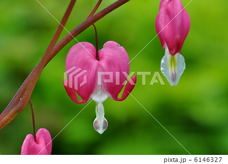 タイツリソウ 6146327