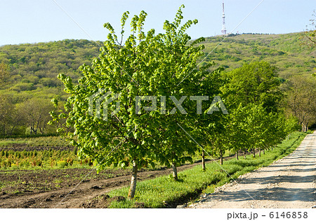 The road to Mount Mashuk. 6146858