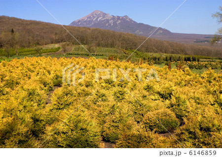 Juniper branch Juniper branch 6146859