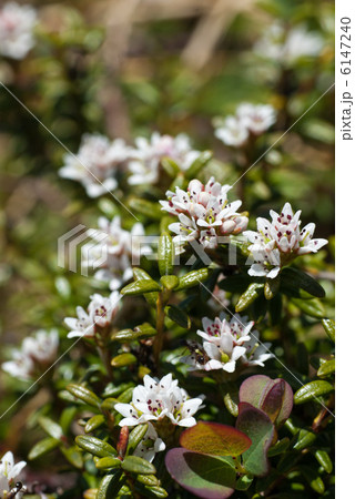 ミネズオウ 6147240