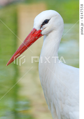 White stork 6147558
