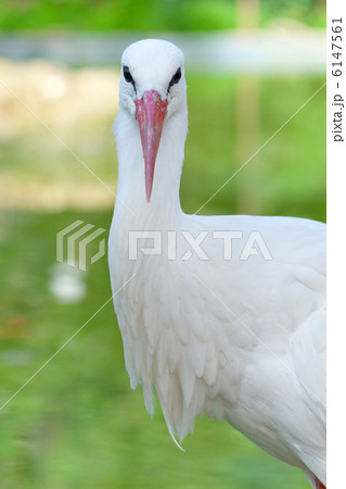 White stork 6147561
