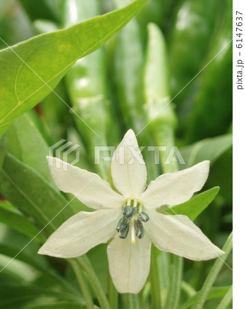 唐辛子の花 唐辛子の花 6147637