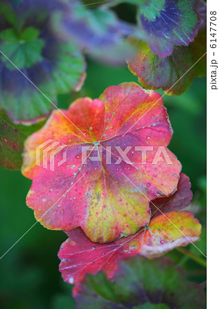 ゼラニウムの紅葉 6147708