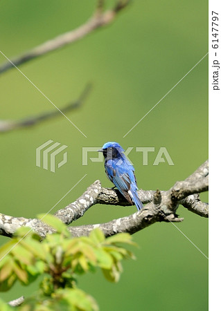 オオルリ 6147797