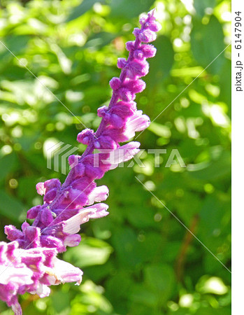 サルビア・レウカンサ サルビア・レウカンサ 6147904