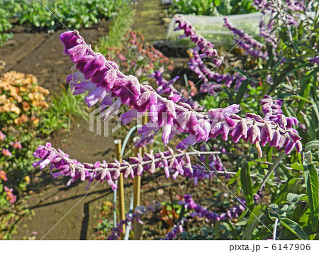 サルビア・レウカンサ 6147906