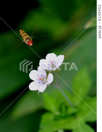 ゲンノショウコとハナアブ 6148402
