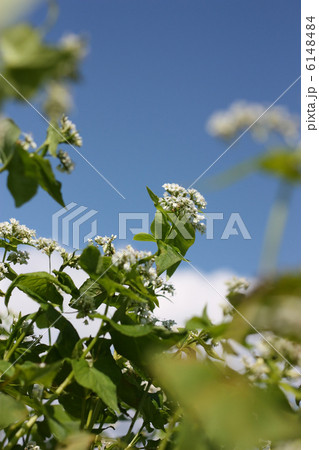 そばの花 6148484