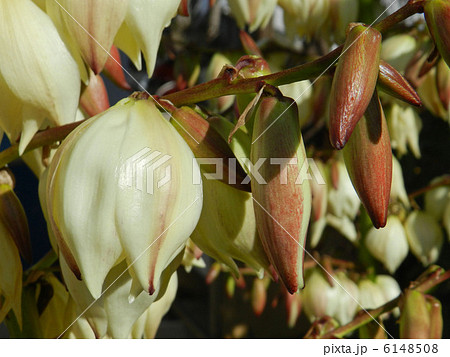 キミガヨラン（君が代蘭） 6148508